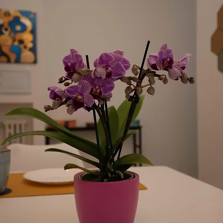 Bdc - Euphoria 2bdr At Vatican 罗马